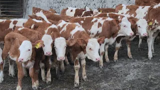 22 Bosh Simmental Buzoqlar Keldi Simmentalchi Aka Trenda