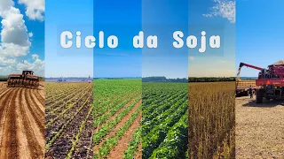 Ciclo da Soja | Do Plantio à Colheita