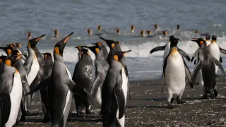 South Georgia and Antarctic Peninsula: Penguin Safari