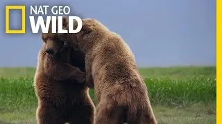 Grizzly Bear Fight Club | Deadly Instincts