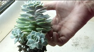 How to Separate Succulents: Removing Babies/Offsets with Sucs for You!