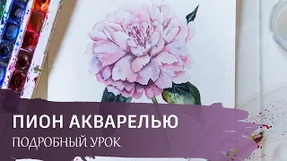 Рисуем пион акварелью. Бесплатный онлайн урок.