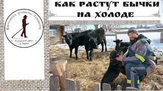 Новости хозяйства. Продаю телят, корову и коз.