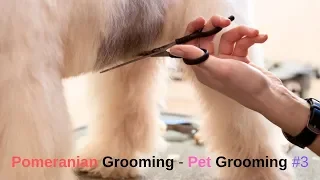 Pomeranian Grooming – Pomeranian Haircut – Cat Grooming - Pet Grooming Videos Compilation #3