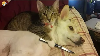 Funniest Animals 2024 😂 New Funny Cats and Dogs Videos 😻🐶