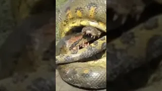 Crocodile VS Anaconda - Which Animal wins the Fight?  [Wild Animal Attacks]