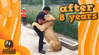 😍LION SEES HER ADOPTIVE DAD AFTER YEARS