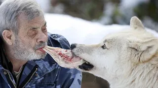 Old Man Saved A Mother-wolf and Her Pups, Years Later You won't Believe How They Returned the Favor