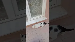 кот 🐈 похож на Гитлера