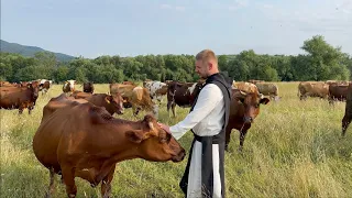 Hodowla bydła Polskiego Czerwonego w Opactwie Cystersów w Szczyrzycu