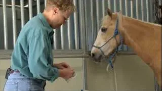 Nurturing horses and business careers