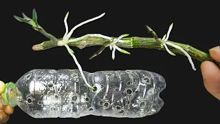 Put dry Dendrobium orchid branches into a plastic bottle, Suddenly a lot of orchid sprouts appeared