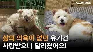 삶의 의욕이 없던 유기견에게 사랑을 주자 벌어지는 일