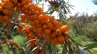 Introduction to the British Sea Buckthorn Company