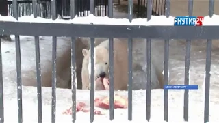 День полярного медведя: как поживает Хаарчаана в Ленинградском зоопарке