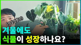 겨울에도 실내에서 식물이 성장하나요?