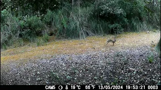 Lepre (Lepus europaeus). Monti Iblei. La specie siciliana sembra essere più piccola (Leprotto).