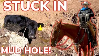 Saving Calf Stuck In Mud Hole: Vlog #9