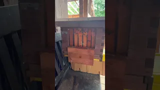 Peeking into the hive!!!  #homestead #bees #homesteading #honeybee #hive