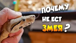 The snake does not eat❗- What to do❓