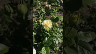 Троянда Сірано де Бержерак