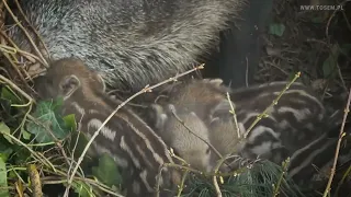 Kaip atrodo šernų lizdas su dryžuotais paršeliais?