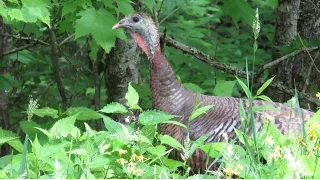 Wild Turkey Hen Alarm Putt Call