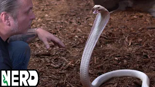 💀⚠️🎬  RAREST KING COBRA IN THE WORLD TRIES TO BITE  BRIAN BARCZYK 🎬 💀⚠️