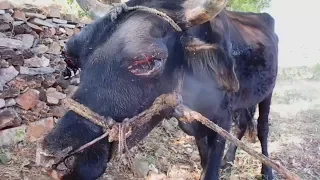 Bull safe forever after horrific abuse.