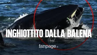 Pescatore inghiottito intero da una balena: "Era buio, ho pensato di morire"