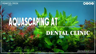 Aquascaping at Dental Clinic #plantedcreek #plantedtank #aquascaping