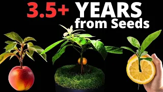 Growing Trees from Seed in Timelapse Compilation! (9 Trees - 1398 Days)