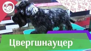 Цвергшнауцер на  ilikepet