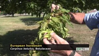 Trees with Don Leopold - European hornbeam