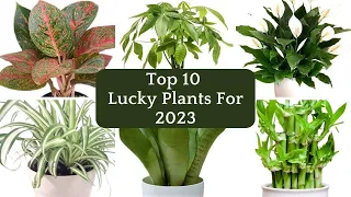 Top 10 Lucky Indoor Plants For 2023/2024| Fengshui Plants| Lucky Houseplants For Health & Prosperity