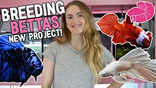 Breeding Beautiful Bettas on the New Fish Rack! (Step by Step) Avatar, Platinum White, and Koi