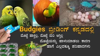 How to breed budgies in kannada|ಬಡ್ಜೀಸ್ ಹಕ್ಕಿಗಳನ್ನು ಹೇಗೆ ಬ್ರೀಡ್ ಮಾಡುವುದು|Budgies breeding formula