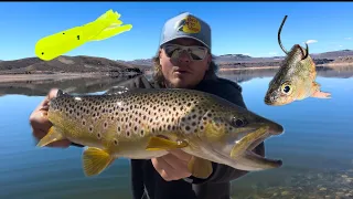 Mastering Brown Trout: Tube Jigs & Cut-Bait Catch Massive Brown Trout