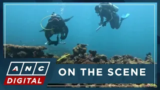 Why coral bleaching happens and its impact on the seas, global community | ANC