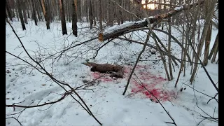 Труп косули, убитой бездомными собаками 03/03/2021 в Большом Лесном овраге г. Заречного