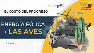 Flamenco rosado, afectado por construcción de parques eólicos en La Guajira | Colombia +20