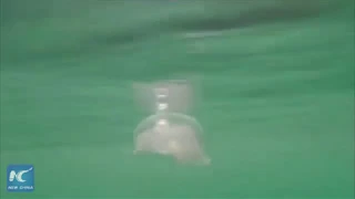 Scientists capture rare arctic jellyfish on camera