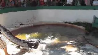 Alligator Wrestling in Fort Lauderdale Pt. 2