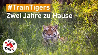 #TrainTigers: Zwei jahre zu Hause | VIER PFOTEN