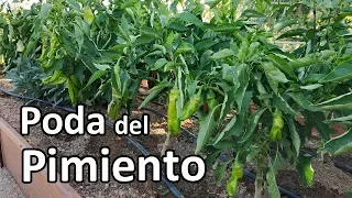 La Poda del Pimiento ¡¡ Muy fácil !!  || El Huerto de Silverio