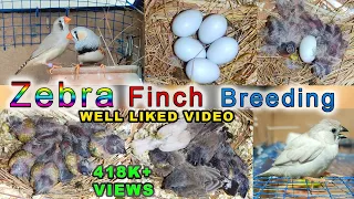 Zebra Finch Breeding | Eggs laying to eggs hatching full breed
