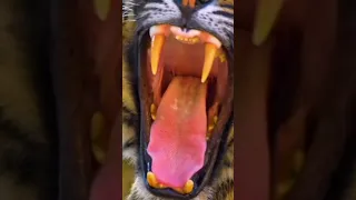 An Amazing fact about the tongue of the Tiger