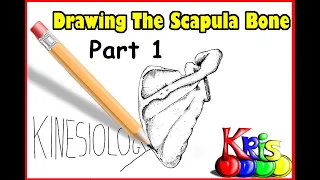 Drawing The Scapula Bone; Posterior view ,Part 1 of 2 || By: Kinesiology Kris