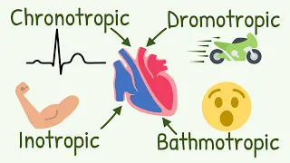 Chronotropic, Inotropic, Dromotropic, Bathmotropic Actions Explained || Cardiac Tropism