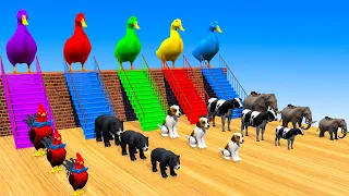 5 Giant Duck Cartoon,Tiger,Cow,rabbit,Gorilla,Dog,Chicken,Cat Wild Animals Crossing Fountain 2023
